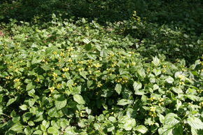 Lamier dor� 'Florentinum'