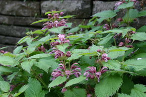 Lamium orvale � grandes fleurs