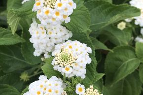 Lantanier ou Camara commun - fleurs blanches