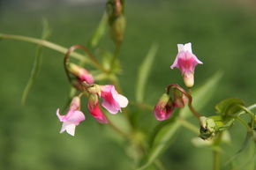 Pois de senteur vivace 'Rosenelfe'