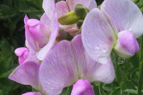 Pois de senteur 'Rosa Perle'