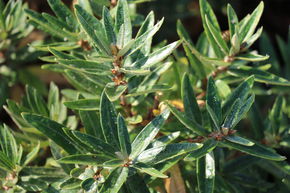 Argousier nain m�le 'Hikul Silverstar'