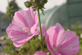 Lavat�re d'Hy�res 'Rosea'