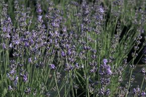Lavande 'Dwarf Blue'