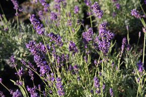 Lavande 'Essence Purple'