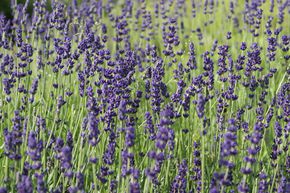 Lavande 'Hidcote Blue'
