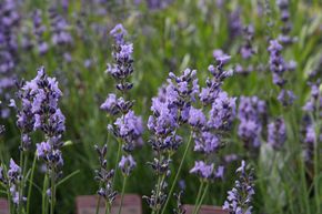 Lavande 'Munstead'
