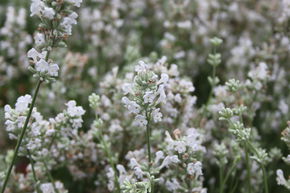Lavande 'Nana Alba'
