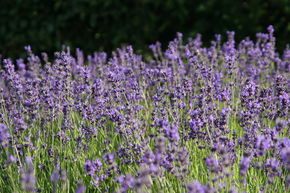 Lavande 'Siesta'