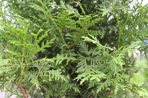 Grand Thuya 'Brabant'
