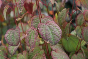 Arbre � caramel 'Rotfuchs'
