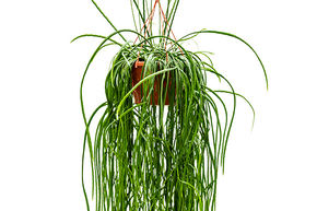 Lepismium bolivianum