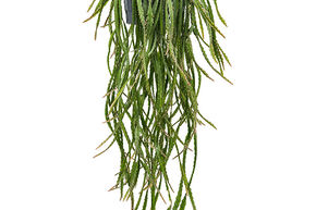 Lepismium cruciforme 'Rojo'