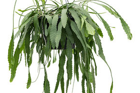 Cactus goutte de neige