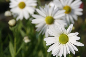Grande marguerite d'automne