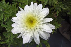 Marguerite d'�t� 'Stina'