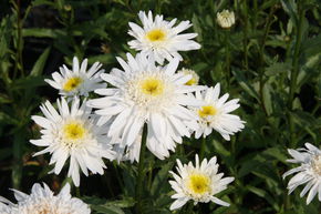 Marguerite d'�t� 'Christine Hagemann'