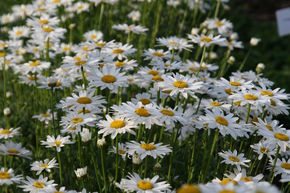 Marguerite d'�t� 'Gruppenstolz'