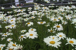 Marguerite d'�t� 'Polaris'