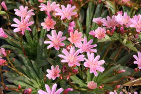 Lewisia � long p�tale 'Little Plum'