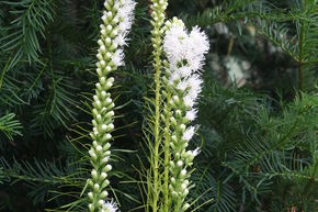 Plume du Kansas 'Floristan Wei�'