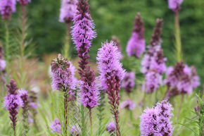 Plume du Kansas