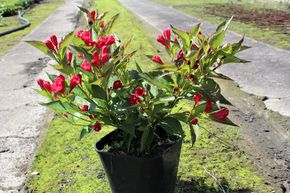 Weigelie 'All Summer Red�'