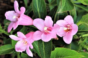 Weigelia 'Pink Poppet'