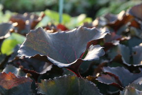 Ligulaire 'Britt Marie Crawford'