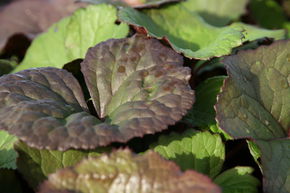 Ligulaire 'Othello'
