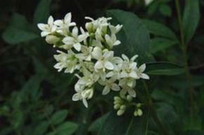 Tro�ne � feuilles d'hiver