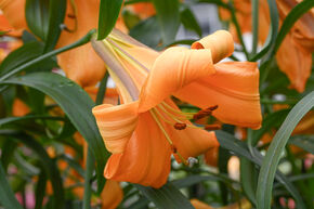 Lys 'African Queen' (lot de 5)