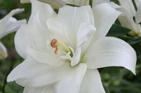 Lys 'Annemarie's Dream' (lot de 5)