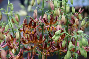 Lis Martagon 'Arabian Knight'