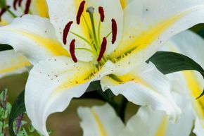 Lys 'Baferrari' (lot de 5)