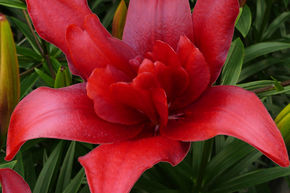 Lys 'Bald Eagle' (lot de 5)