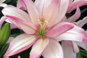 Lys 'Bentley' (lot de 5)