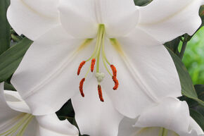 Lys 'Casa Blanca' (lot de 5)