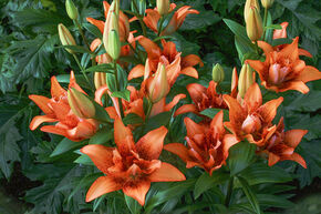 Lys 'Double Love' (lot de 5)