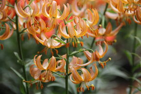 Lys martagon 'Fairy Morning'