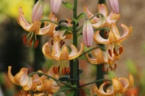 Lis Martagon 'Guinea Gold'