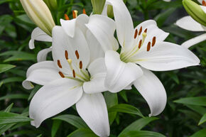 Lys 'Kent' (lot de 5)
