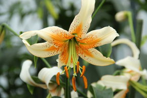 Lys 'Lady Alice' (lot de 5)