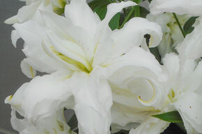 Lys 'Lotus Beauty' (lot de 5)
