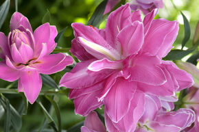 Lys 'Lotus Wonder' (lot de 5)