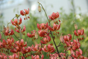 Lis Martagon 'Manitoba Morning'