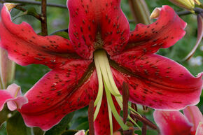 Lys 'Miss Feya' (lot de 5)