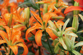 Lys 'Must See' (lot de 5)