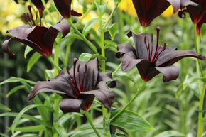 Lys 'Nightrider' (lot de 5)