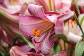 Lys 'Pink Perfection' (lot de 5)